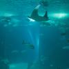 Aquarium de Lisbonne