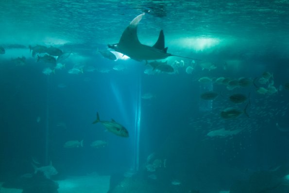 Aquarium de Lisbonne