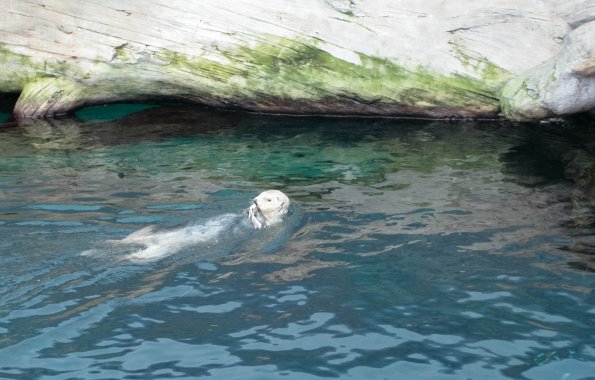 Aquarium de Lisbonne