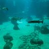 Aquarium de Lisbonne