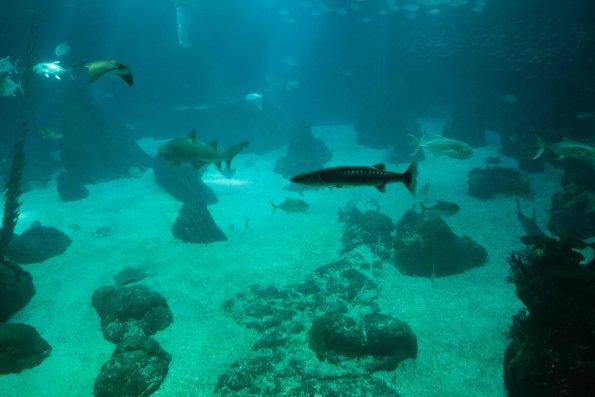 Aquarium de Lisbonne