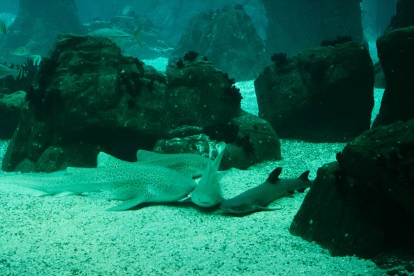 Aquarium de Lisbonne