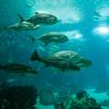 Aquarium de Lisbonne