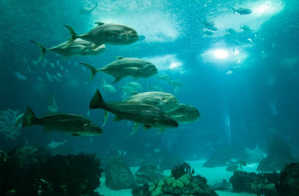 Aquarium de Lisbonne