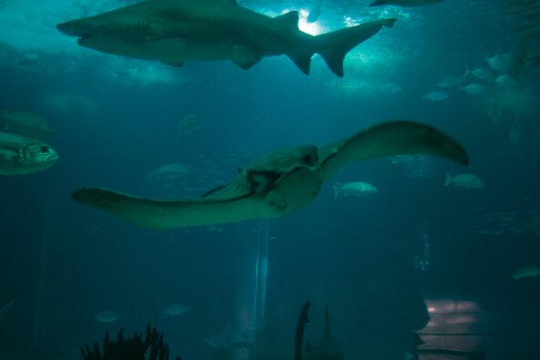 Aquarium de Lisbonne