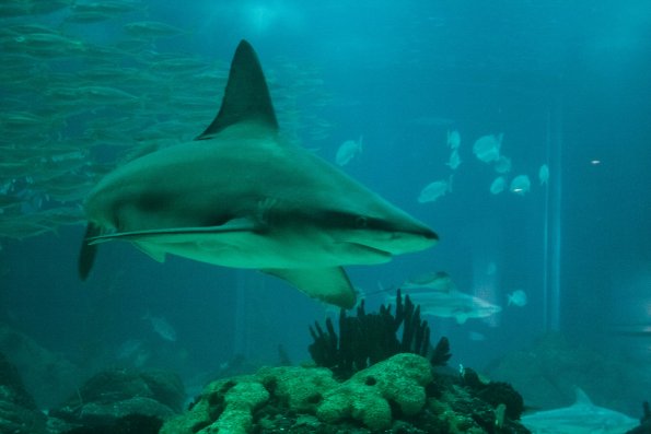 Aquarium de Lisbonne