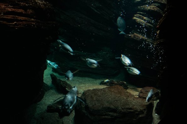 Aquarium de Lisbonne