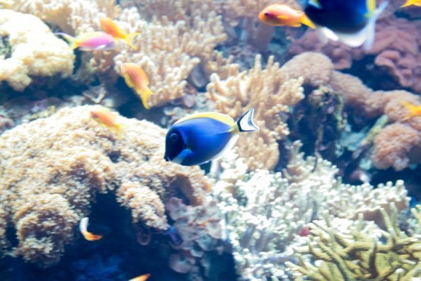 Aquarium de Lisbonne