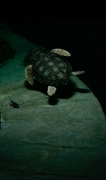 Aquarium de Lisbonne