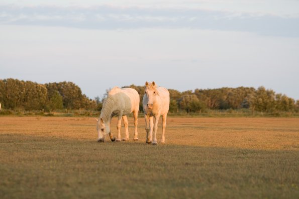 Camargue éternelle