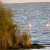 Encore la Camargue éternelle