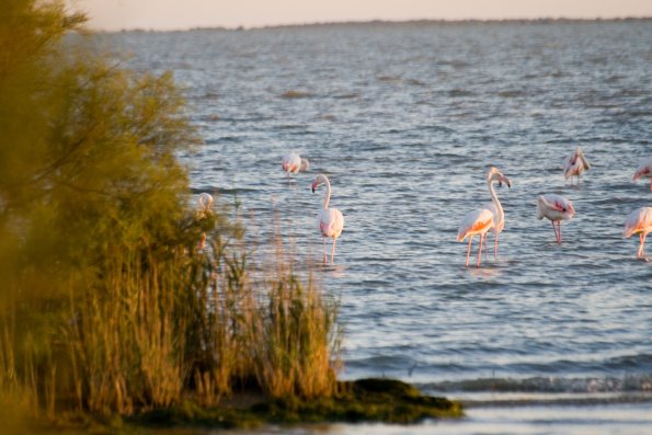 Encore la Camargue éternelle