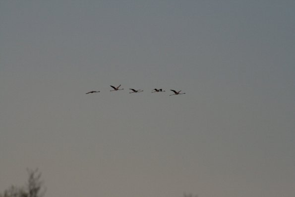 Le vol des oies sauvages
