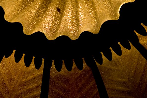 Casa Batlo, détails