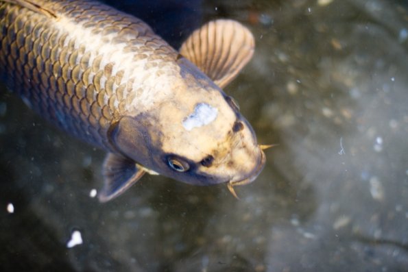 Carpes de la Ca'Rezzonico