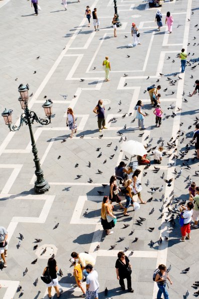 Inébranlables pigeons